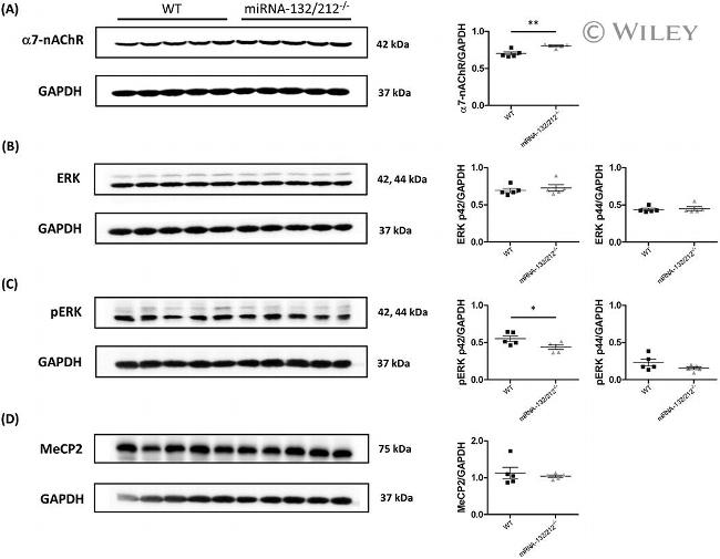 ERK1/2 Antibody in Western Blot (WB)