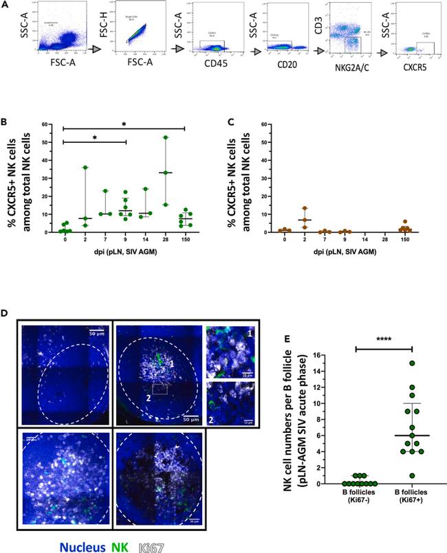 CD185 (CXCR5) Antibody in Flow Cytometry (Flow)