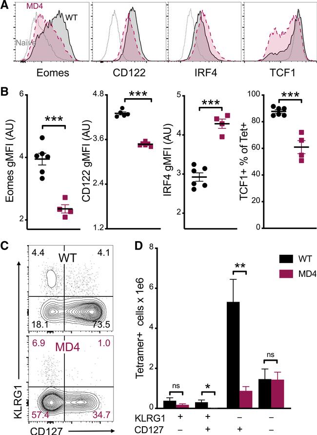 IRF4 Antibody in Flow Cytometry (Flow)