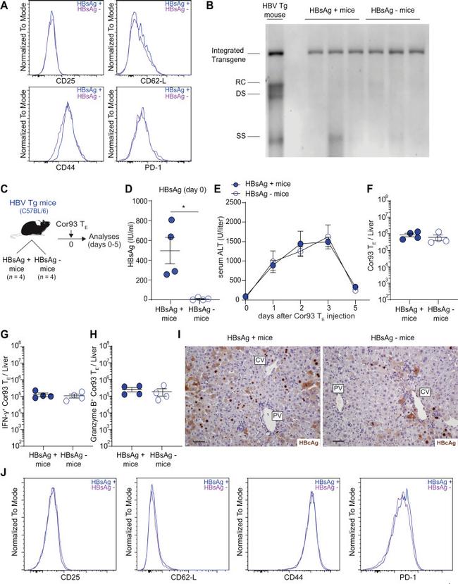 CD279 (PD-1) Antibody in Flow Cytometry (Flow)