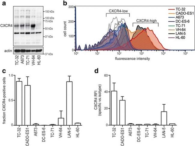 CD184 (CXCR4) Antibody in Flow Cytometry (Flow)