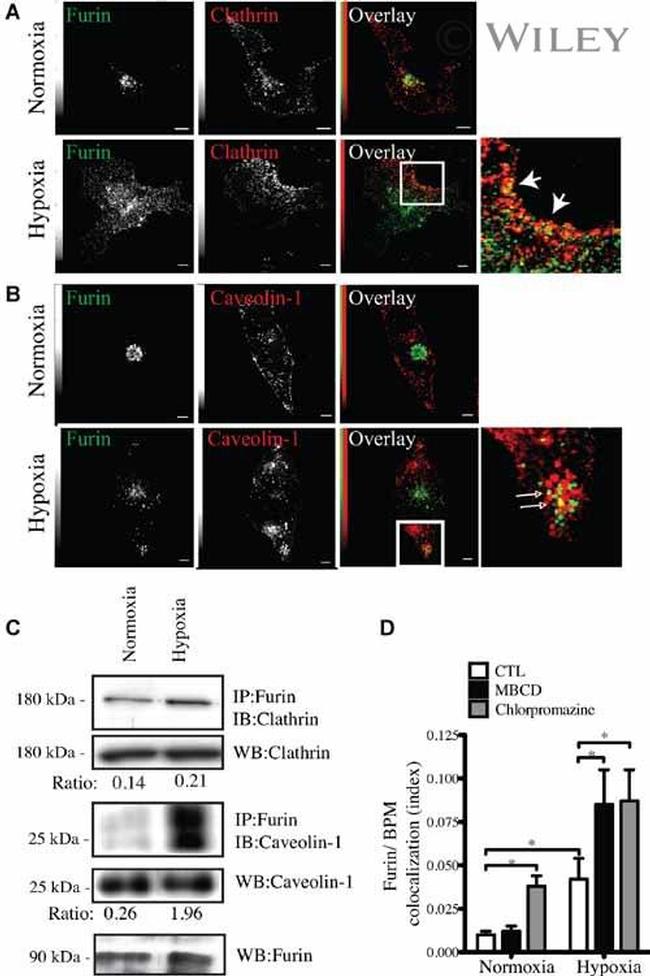 Furin Antibody in Immunoprecipitation (IP)