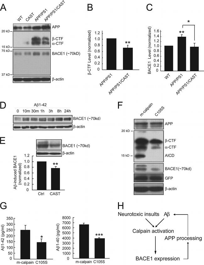 beta Amyloid Antibody in Western Blot (WB)