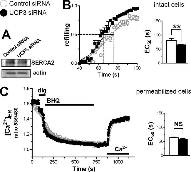 SERCA2 ATPase Antibody in Western Blot (WB)