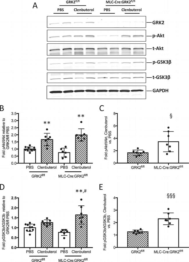 GSK3 alpha/beta Antibody in Western Blot (WB)