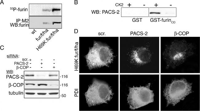 Furin Antibody in Western Blot (WB)