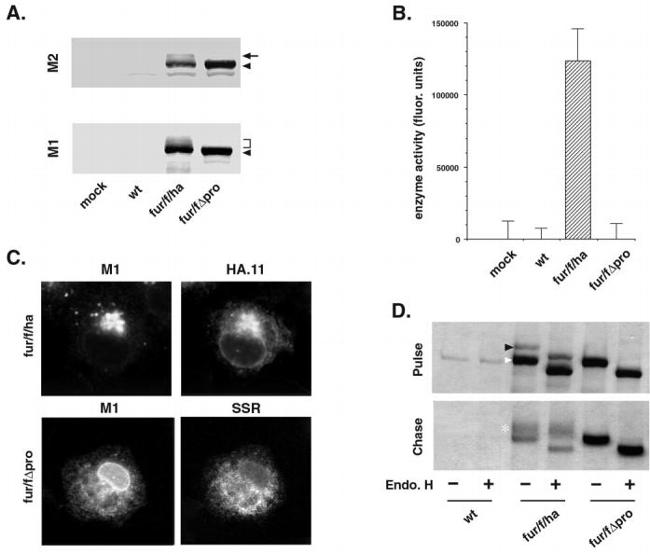 Furin Antibody in Western Blot, Immunoprecipitation (WB, IP)