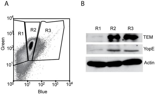 Ly-6G/Ly-6C Antibody in Immunocytochemistry, Flow Cytometry (ICC/IF, Flow)