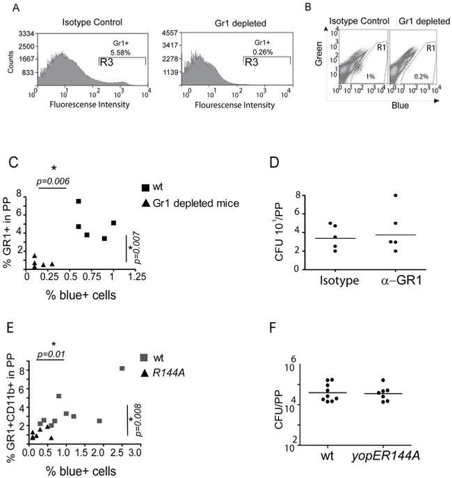 Ly-6G/Ly-6C Antibody in Flow Cytometry (Flow)