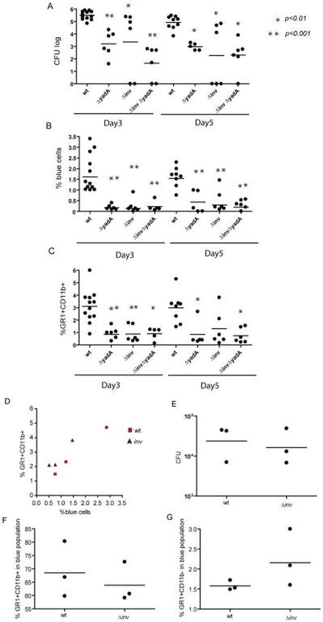 Ly-6G/Ly-6C Antibody in Flow Cytometry (Flow)