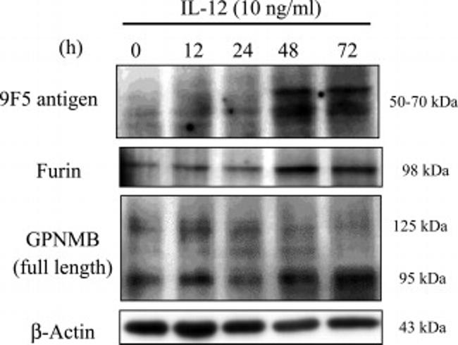 Furin Antibody in Western Blot (WB)