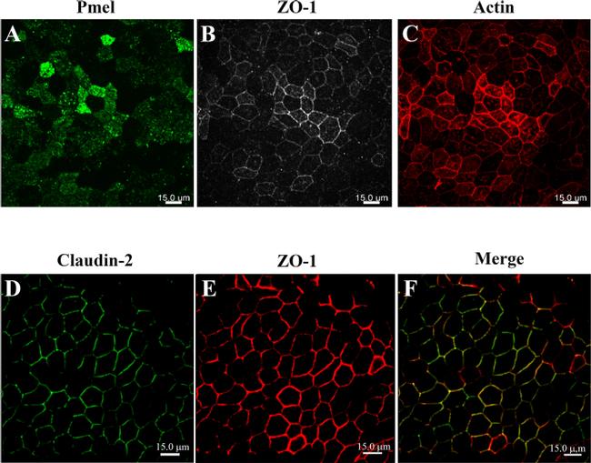 Claudin 2 Antibody in Immunocytochemistry (ICC/IF)