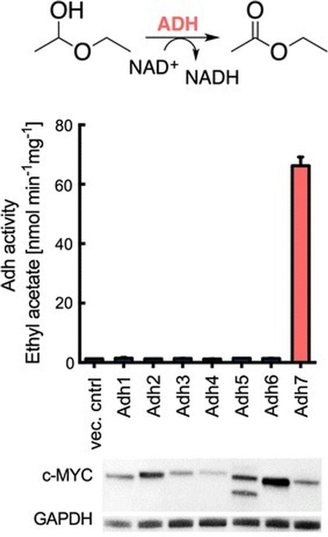 GAPDH Antibody in Western Blot (WB)