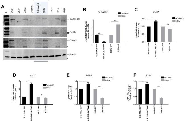 c-Myc Antibody in Western Blot (WB)