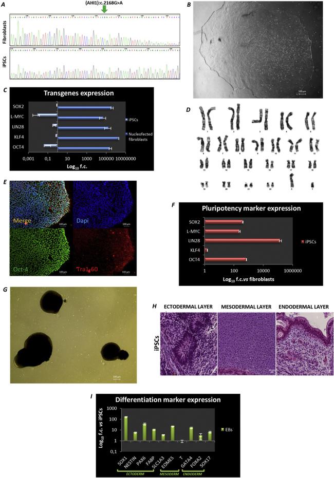 OCT4 Antibody in Immunocytochemistry (ICC/IF)