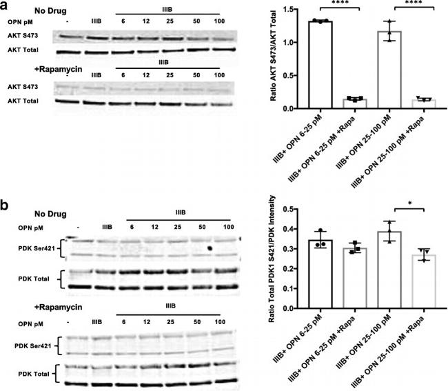 PDK1 Antibody in Western Blot (WB)