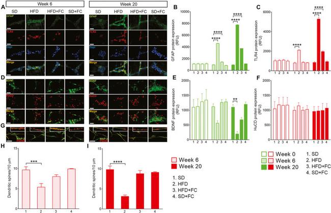 TLR4 Antibody in Immunohistochemistry (IHC)