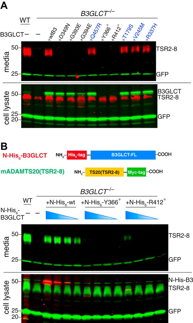 Myc Tag Antibody in Western Blot (WB)