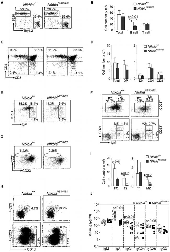 CD45R (B220) Antibody in Flow Cytometry (Flow)