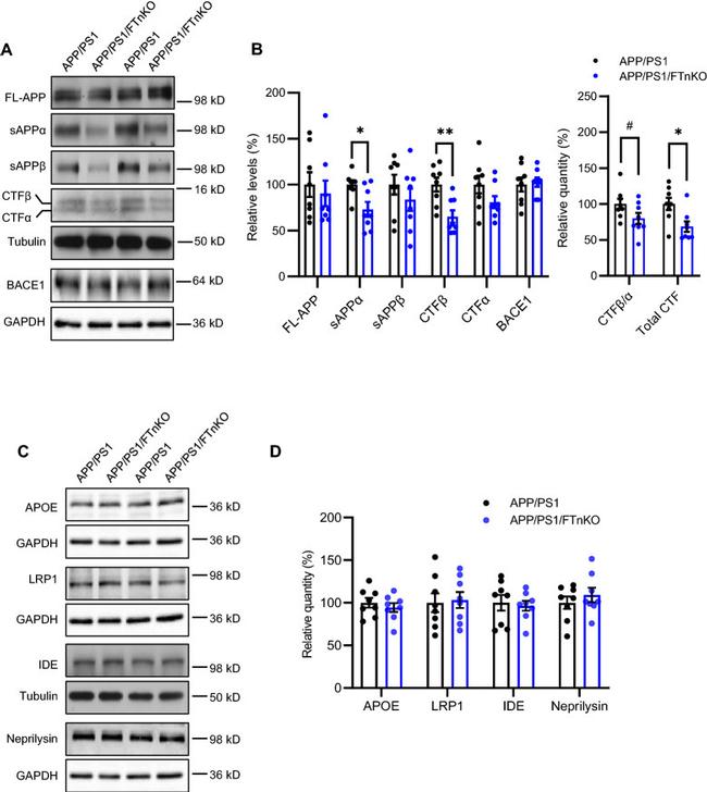 beta Amyloid Antibody in Western Blot (WB)