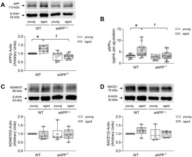 beta Amyloid Antibody in Western Blot (WB)