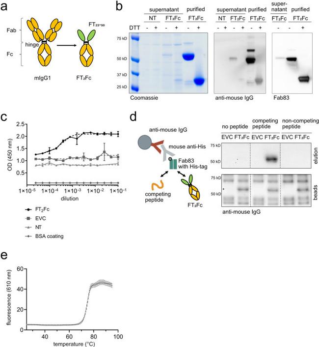 6x-His Tag Antibody in Immunoprecipitation (IP)