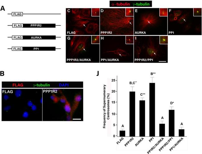 gamma Tubulin Antibody in Immunocytochemistry (ICC/IF)