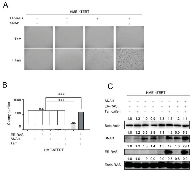 Pan Ras Antibody in Western Blot (WB)