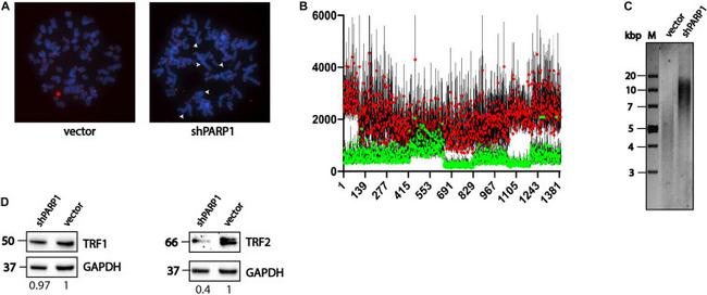 GAPDH Antibody in Western Blot (WB)