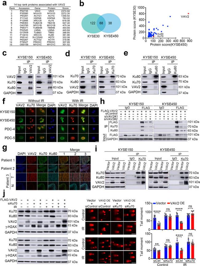 Ku80 Antibody in Immunoprecipitation (IP)