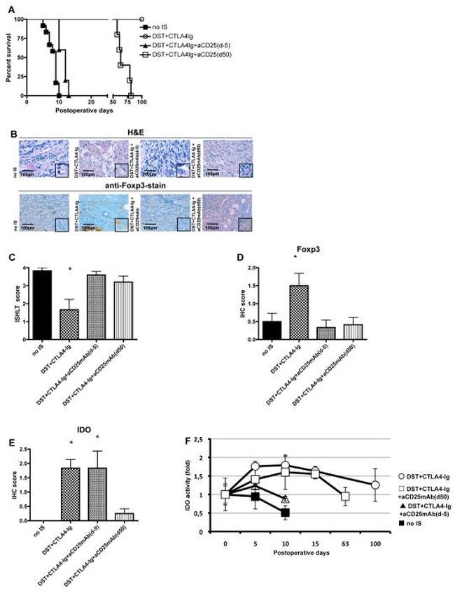 FOXP3 Antibody in Immunohistochemistry (IHC)