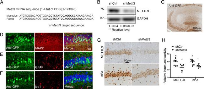 GFAP Antibody in Immunohistochemistry, Immunohistochemistry (Paraffin) (IHC, IHC (P))