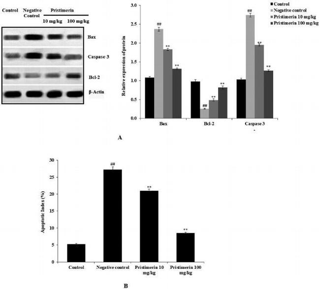 Bax Antibody in Western Blot (WB)