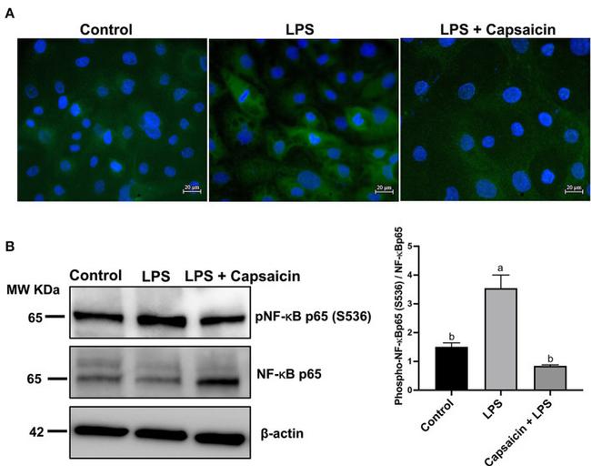 NFkB p65 Antibody in Western Blot (WB)