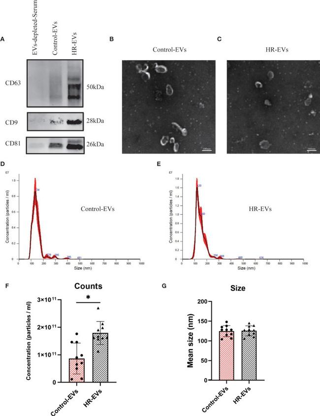 CD81 Antibody in Western Blot (WB)