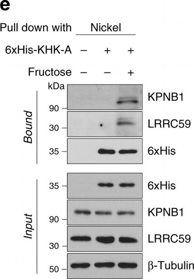 Rabbit IgG (H+L) Cross-Adsorbed Secondary Antibody in Western Blot (WB)