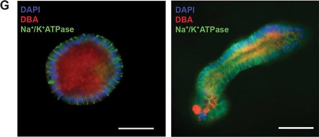 Mouse IgG (H+L) Cross-Adsorbed Secondary Antibody in Immunocytochemistry (ICC/IF)