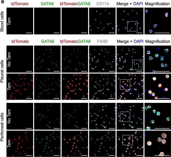 Rabbit IgG (H+L) Highly Cross-Adsorbed Secondary Antibody in Immunocytochemistry (ICC/IF)