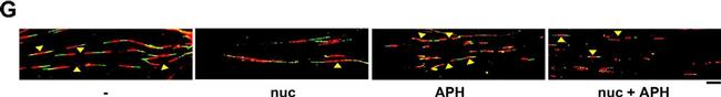 Mouse IgG1 Cross-Adsorbed Secondary Antibody in Immunocytochemistry (ICC/IF)