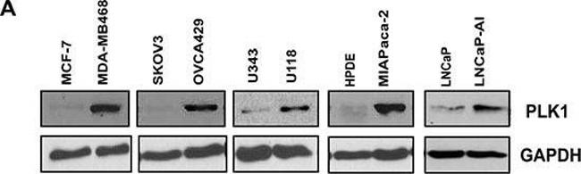 Rabbit IgG (H+L) Secondary Antibody in Western Blot (WB)