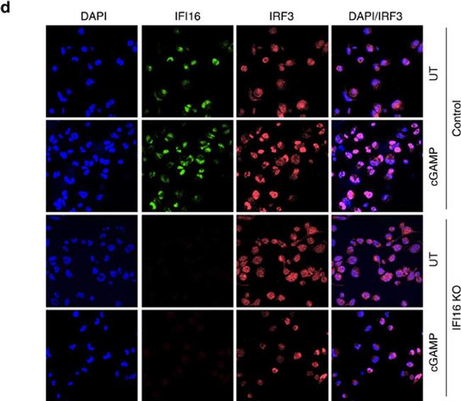 Mouse IgG (H+L) Cross-Adsorbed Secondary Antibody in Immunocytochemistry (ICC/IF)