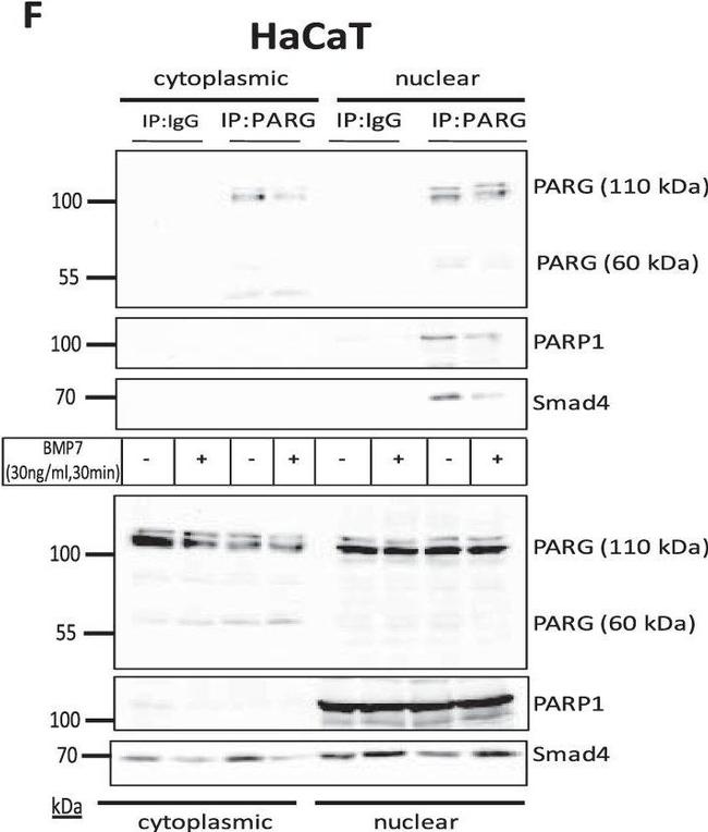 Mouse IgG (H+L) Secondary Antibody in Western Blot (WB)