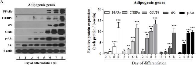 Rabbit IgG (H+L) Secondary Antibody in Western Blot (WB)