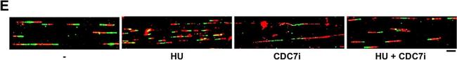 Mouse IgG1 Cross-Adsorbed Secondary Antibody in Immunocytochemistry (ICC/IF)