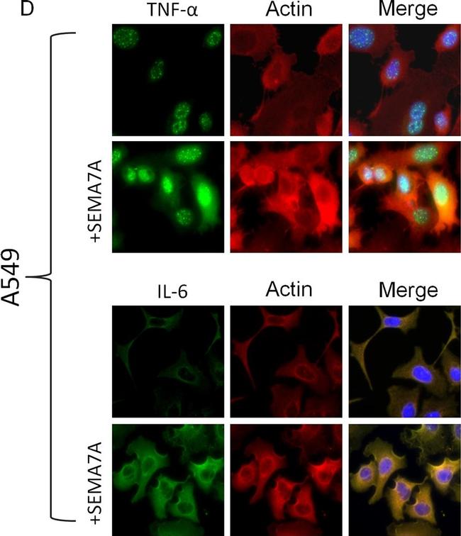 Mouse IgG (H+L) Cross-Adsorbed Secondary Antibody in Immunocytochemistry (ICC/IF)