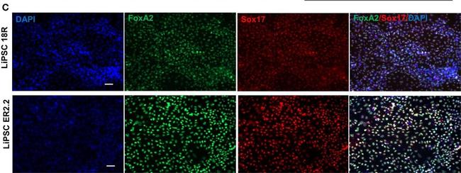 Mouse IgG (H+L) Cross-Adsorbed Secondary Antibody in Immunocytochemistry (ICC/IF)