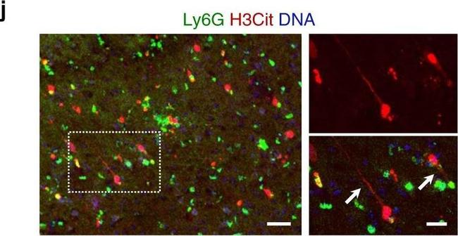 Rabbit IgG (H+L) Highly Cross-Adsorbed Secondary Antibody in Immunohistochemistry (Frozen) (IHC (F))