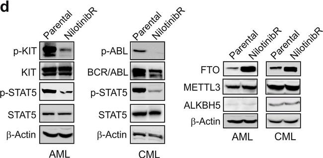 Goat IgG (H+L) Secondary Antibody in Western Blot (WB)