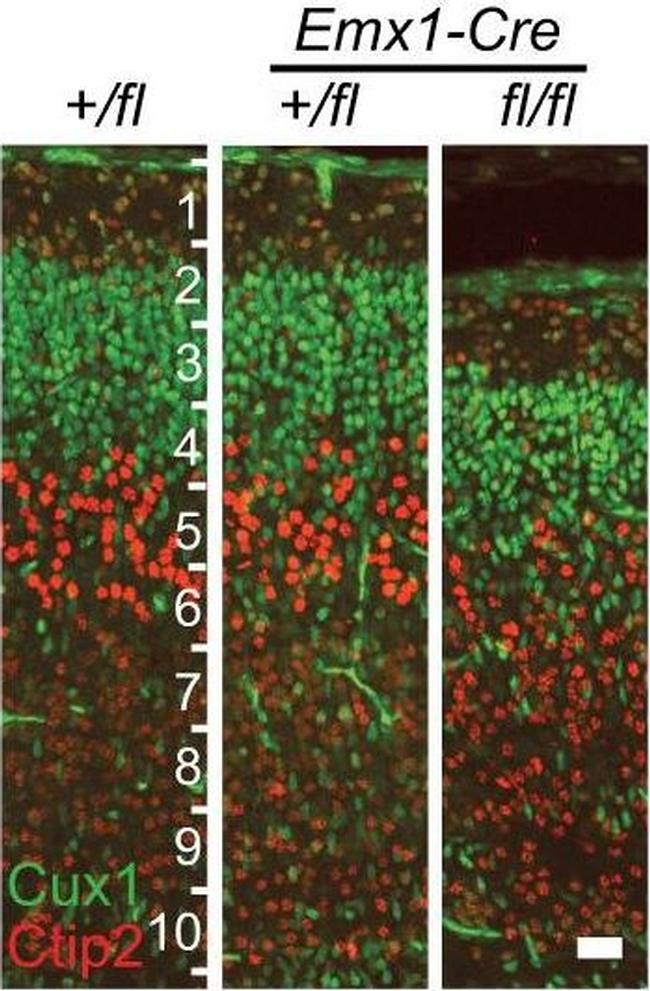 Mouse IgG (H+L) Cross-Adsorbed Secondary Antibody in Immunocytochemistry (ICC/IF)