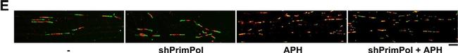 Mouse IgG1 Cross-Adsorbed Secondary Antibody in Immunocytochemistry (ICC/IF)